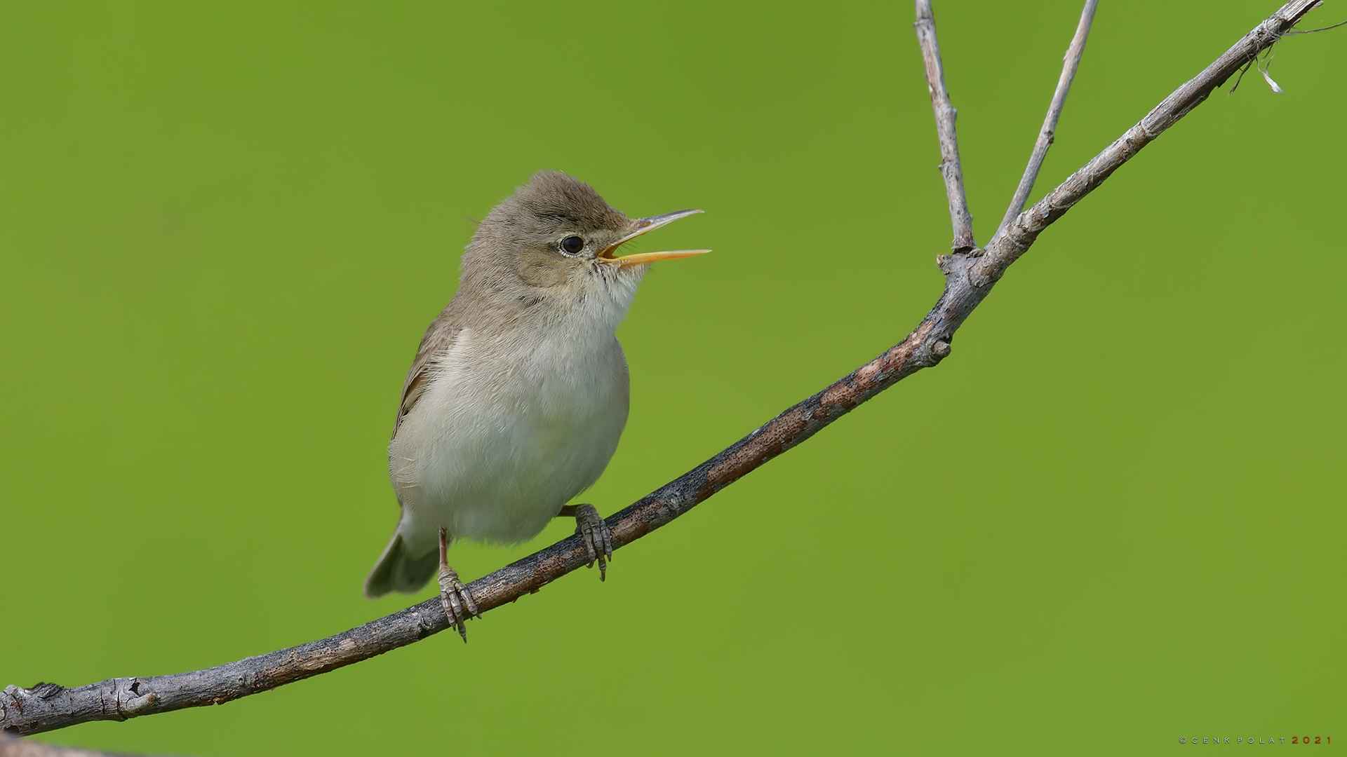 Eastern Olivaceous Warbler